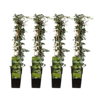 4 Pièces de Lierre