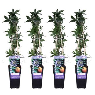 Passiflore, couleur blanche, bleue, violette, Passiflora caerulea - ↨65cm - Ø15