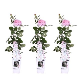 3 Pièces Rose Rose Pâle