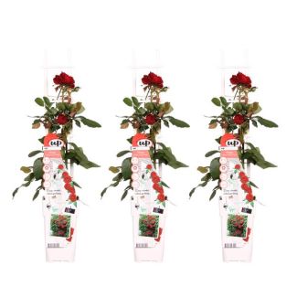 3 Pièces Rose Rouge