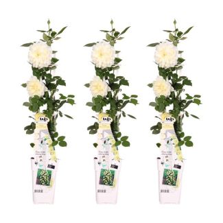 3 Pièces Rose Crème