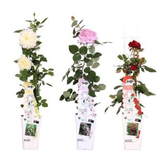 3 Pièces de Mélange de Roses ; Crème - Rose - Rouge