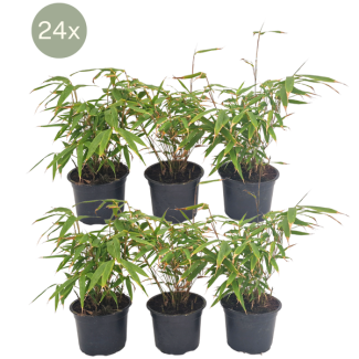 24x Bambou, Non Envahissant, Bambou en Touffe, Couleur Verte, Haie, Fargesia rufa - ↨25cm - Ø13, non multipliant