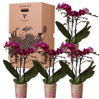 Boîte surprise; 4 pièces d'orchidées papillon au prix de 3 pièces