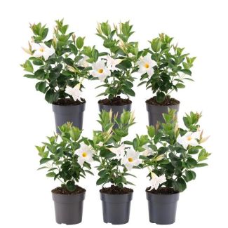 Ensemble de 6 Mandevilla, Plante grimpante à fleurs en forme de trompette, Couleur blanche, Plante de terrasse, Plante de balcon, Plante annuelle, Mandevilla blanche Ø12 cm - ↕25 cm