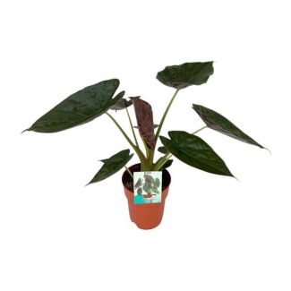 Oreille d'éléphant, Alocasia Wentii, Plante Verte, Tropicale, Ø19cm - ↕85cm