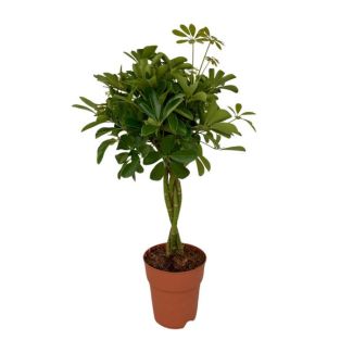 Plante Paraplu, Plante Verte, Schefflera Compacta Ø19-80cm de Haut