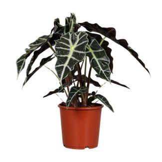 Oreille d'éléphant, Plante verte, Tropicale, Feuille caractéristique, Alocasia Polly - Ø17cm - ↕45cm