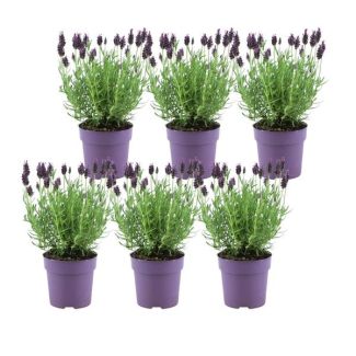 Ensemble de 6 lavandes à toupet, Couleur Lilas/Violet, Plantes de jardin, Haie, Lavandula stoechas Anouk® - pot de 12 cm