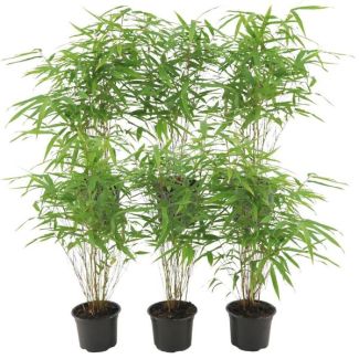 Bambou non traçant et en touffe, Couleur verte, Fargesia rufa - ↨25cm - Ø12, non multipliant