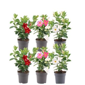Dipladénia, Mélange de Mandevilla, 2 x Mandevilla Rose, 2 x Mandevilla Blanche, 2 x Mandevilla Rouge, Plante grimpante en forme de trompette, Couleur rouge, Plante de terrasse, Plante de balcon, Plante annuelle, Mandevilla Summerstar Red Treillis P19 - Ø1