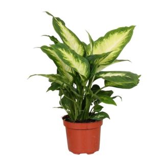 Plante d'intérieur, Feuille de Liège (Vert, Crème), Dieffenbachia Camilla - Ø12cm - ↕35cm
