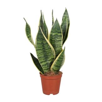 Plante serpent, Langue de belle-mère, Feuille en forme d'épée vert foncé avec des rayures, Sansevieria Trifasciata Futura Superba - Ø12cm - ↕40cm