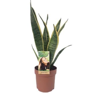Langue de belle-mère, Plante à bord doré, Feuille en forme d'épée vert foncé avec bord jaune Sansevieria Laurentii - 50cm - ø14