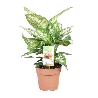 Plante d'intérieur, Beau feuillage (Vert, Crème) Dieffenbachia Compacta - Ø17cm - ↕45cm