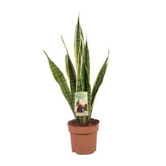 Langue de belle-mère, Plante à bord doré, Feuille en forme d'épée vert foncé avec bord jaune Sansevieria Laurentii - 60cm - ø17