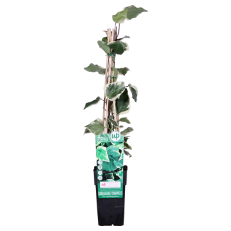 Algerijnse klimop Gloire de Marengo in pot Ø15cm – ↕65cm