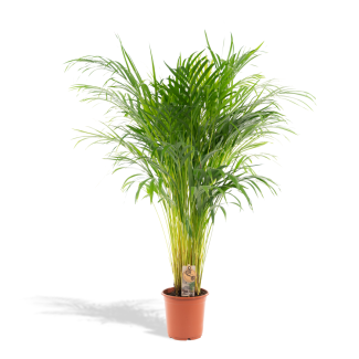 Areca palm Dypsis lutescens kamerplant 110 cm Ø21
