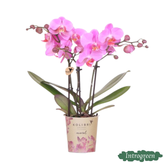 Orchidée Papillon Frederikstad
