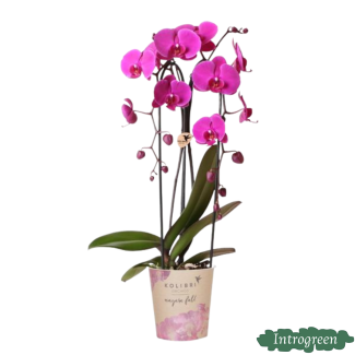 Orchidée Papillon Freeride