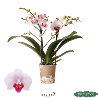 Orchidée Papillon Gibraltar