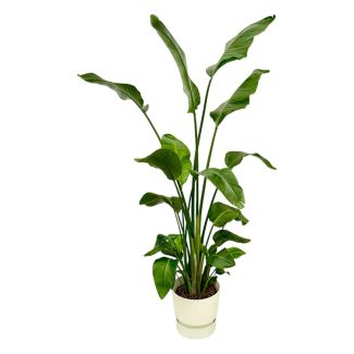 Strelitzia Nicolai – Plante Oiseau de Paradis Blanche 170 cm - avec ou sans pots Elho élégants