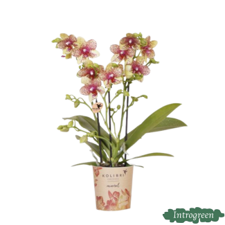 Orchidée Papillon Grosseto