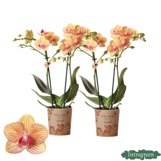 2 pièces d'Orchidée Papillon Jamaïque