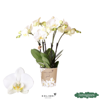 Orchidée Papillon Jewel Gand
