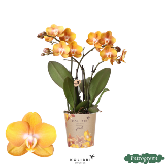 Orchidée Papillon Jewel Las Vegas