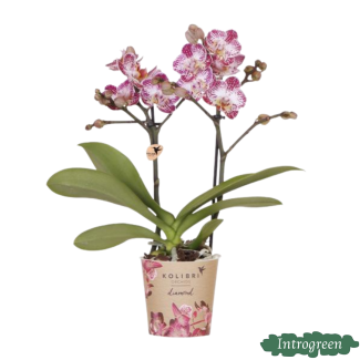 Orchidée Papillon Bora Bora