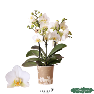 Orchidée Papillon Lausanne