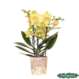 Orchidée Papillon Albenga