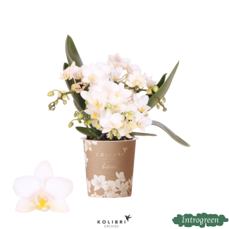 Orchidée Papillon Nazaré