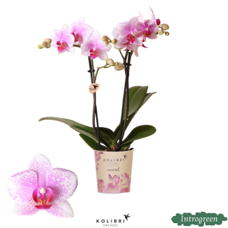 orchidée papillon Rotterdam