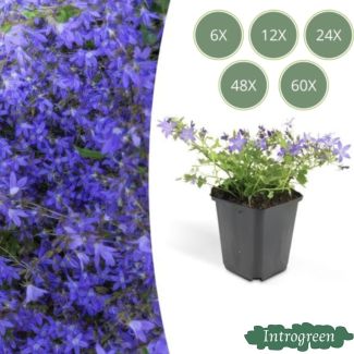 Fleur de cloche bleue