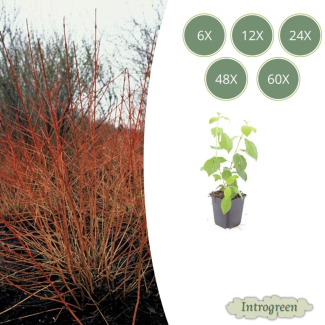 Cornouiller 'Midwinter Fire'
