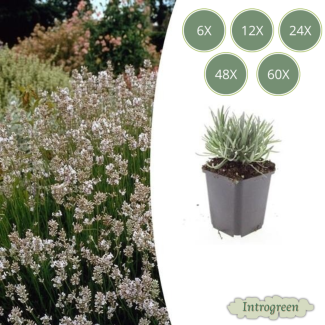 Lavande Edelweiss