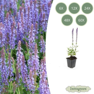 Sauge 'Caradonna'