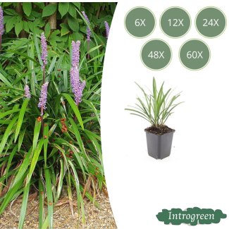 Liriope bleue