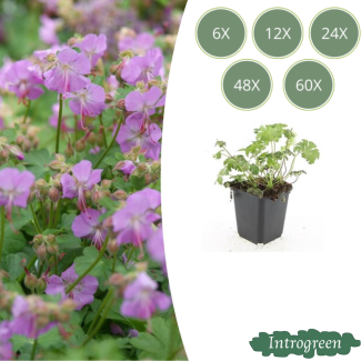 Geranium rose