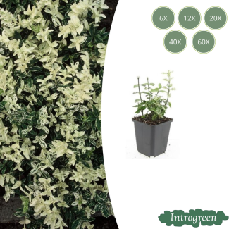 Euonymus fortunei 'Harlequin'