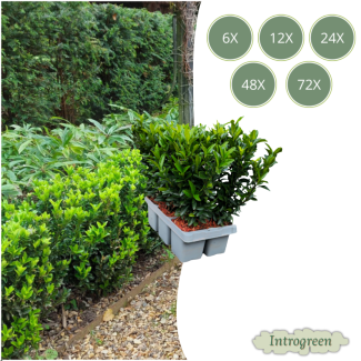 Euonymus 'Green Spire'