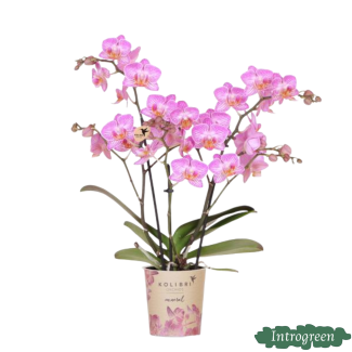 Orchidée Papillon Suisse