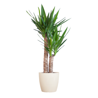 Yucca Elephantipes Palmier-lilie avec Pot décoratif ou Panier – env. 90 cm – Ø21 cm