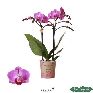 Orchidée Papillon Vienne