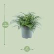 Asplenium Parvati afmetingen