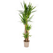 Yucca Elephantipes in pot Ø27 cm hoogte 150–170 cm