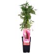 Parthenocissus quinquefolia Engelmannii klimop-wingerd in pot Ø15cm