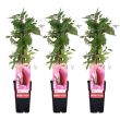 Set van 3 Parthenocissus Engelmannii planten als klimplant